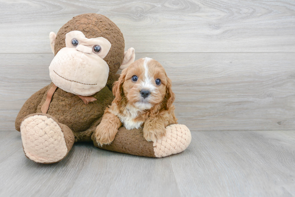 Smart Cavapoo Poodle Mix Pup