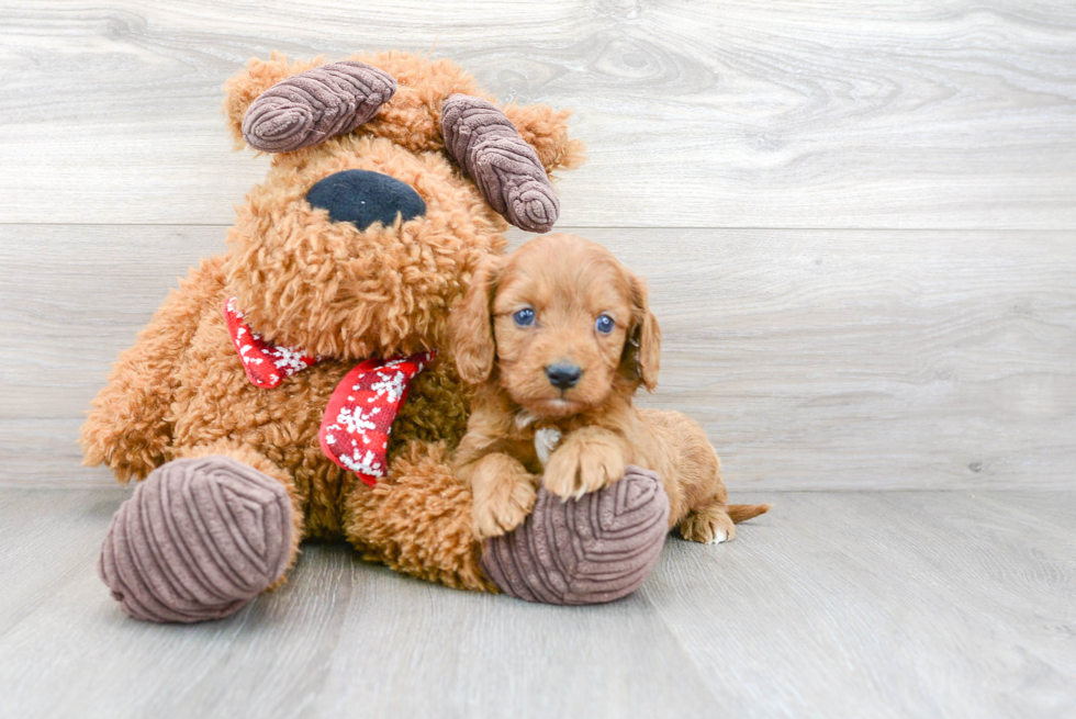 Best Cavapoo Baby