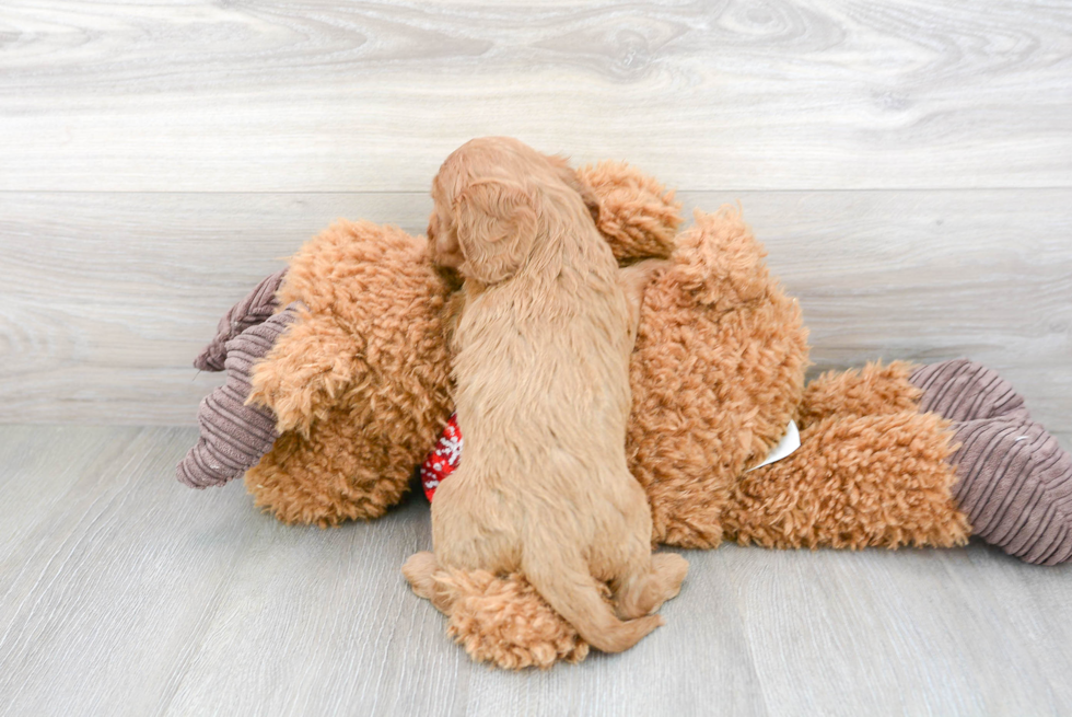 Best Cavapoo Baby