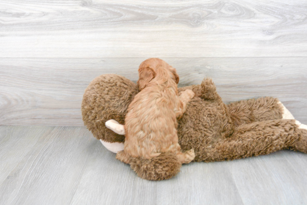 Cavapoo Puppy for Adoption