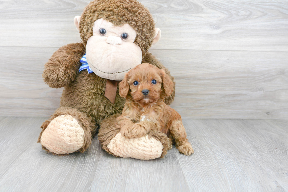 Friendly Cavapoo Baby