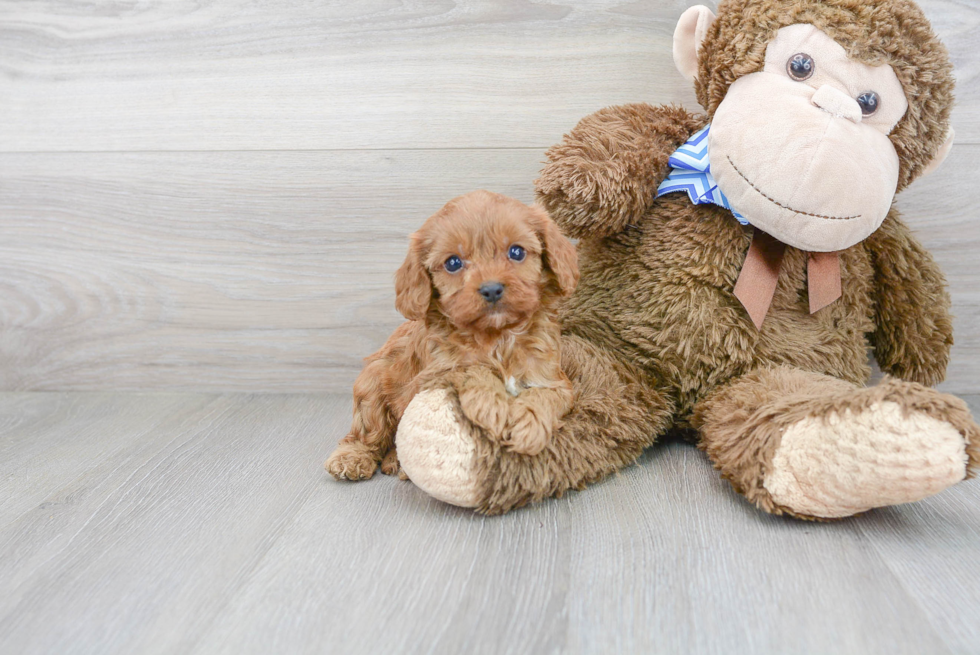 Cavapoo Pup Being Cute