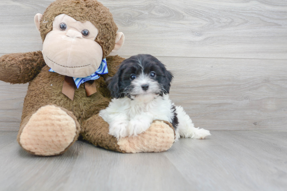 Sweet Cavapoo Baby