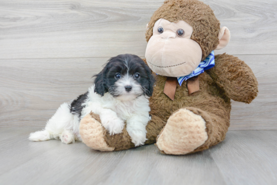 Cavapoo Pup Being Cute