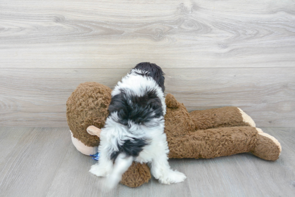 Cavapoo Pup Being Cute