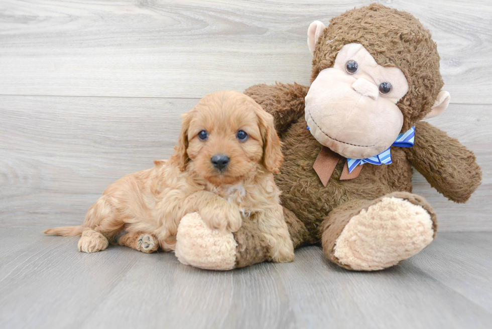 Fluffy Cavapoo Poodle Mix Pup