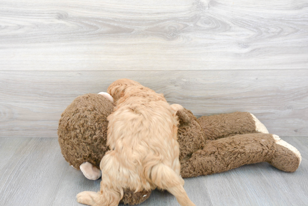 Smart Cavapoo Poodle Mix Pup