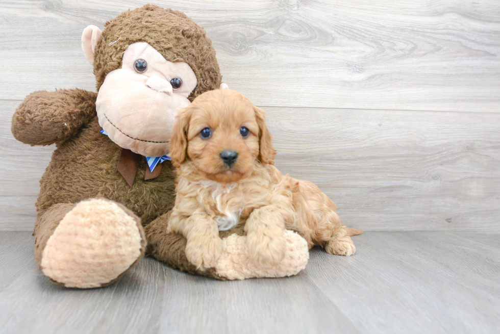 Cavapoo Puppy for Adoption