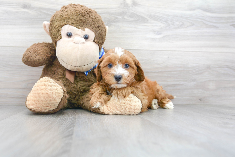 Cavapoo Puppy for Adoption