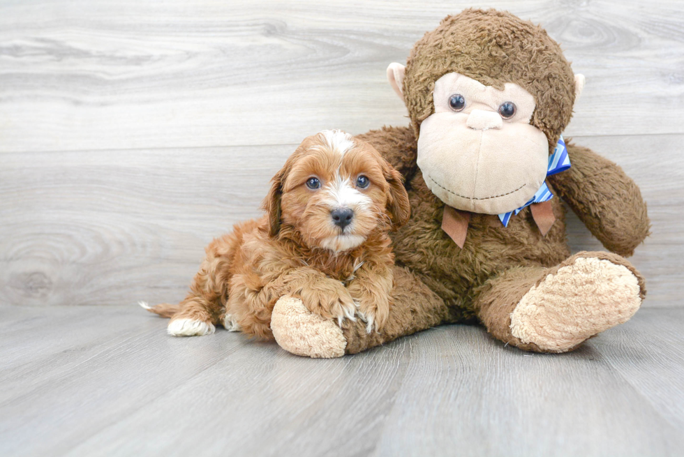 Best Cavapoo Baby