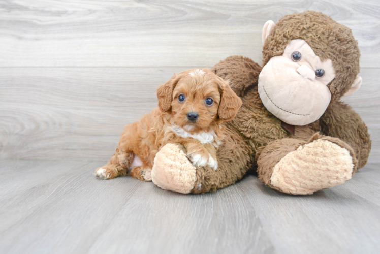 Cute Cavapoo Baby