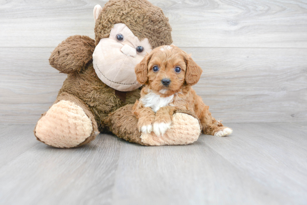 Cute Cavapoo Poodle Mix Pup