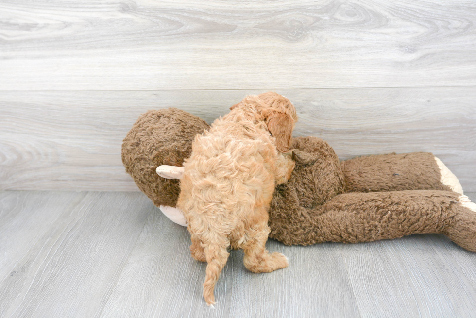 Cute Cavapoo Poodle Mix Pup