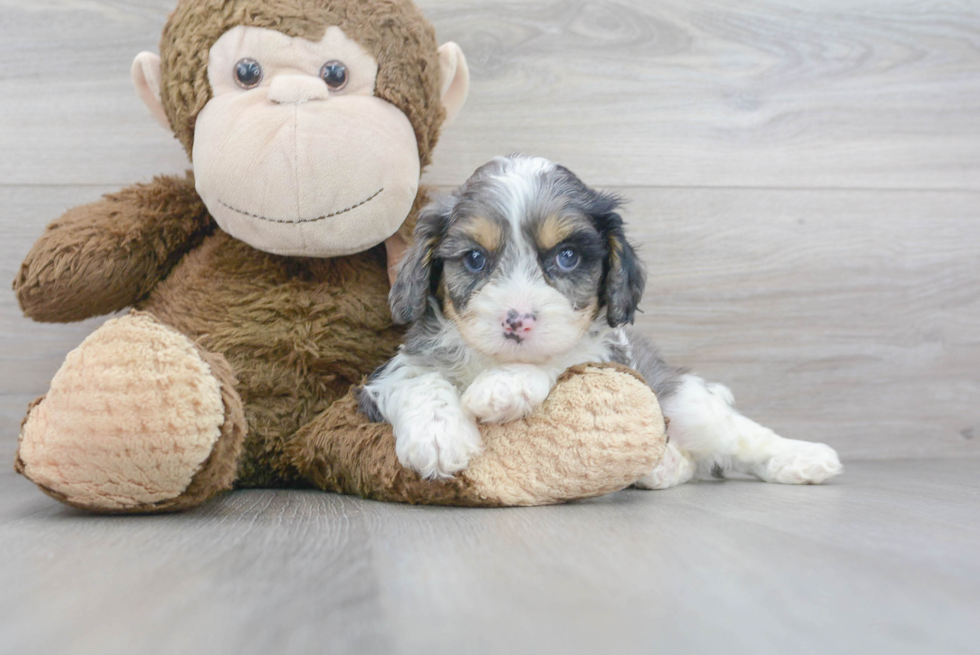 Cavapoo Pup Being Cute