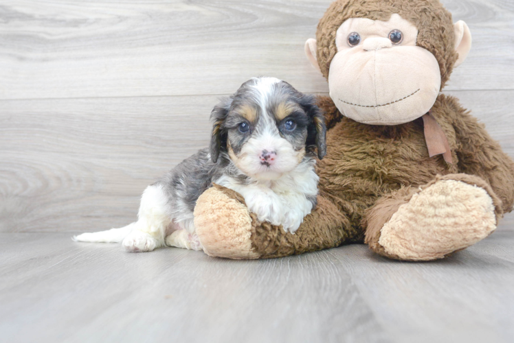 Small Cavapoo Baby