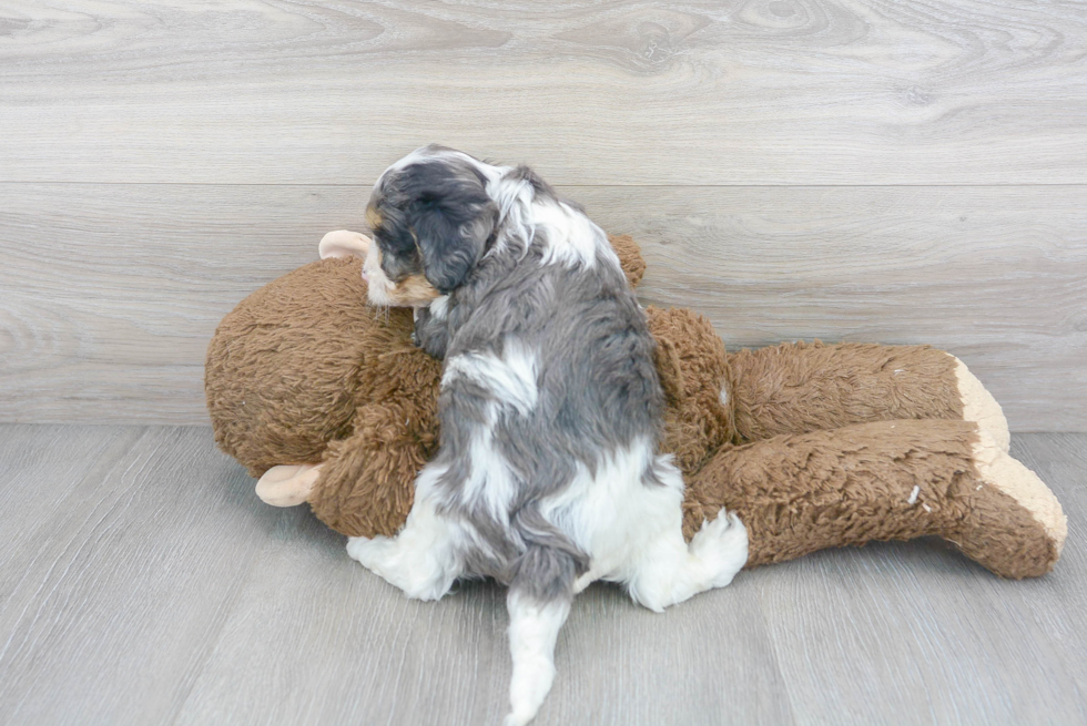 Sweet Cavapoo Baby