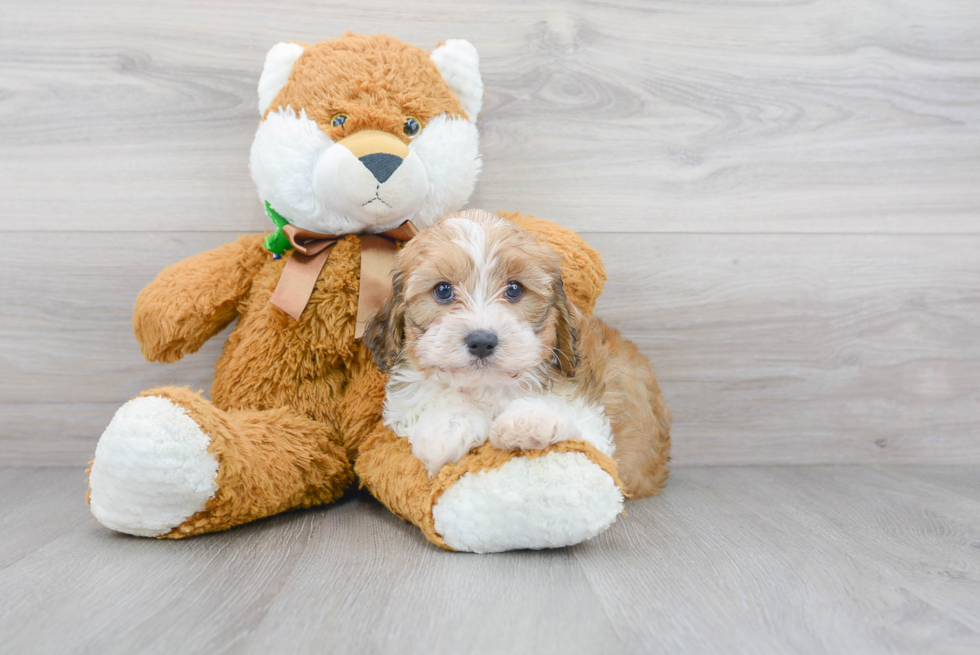 Funny Cavapoo Poodle Mix Pup