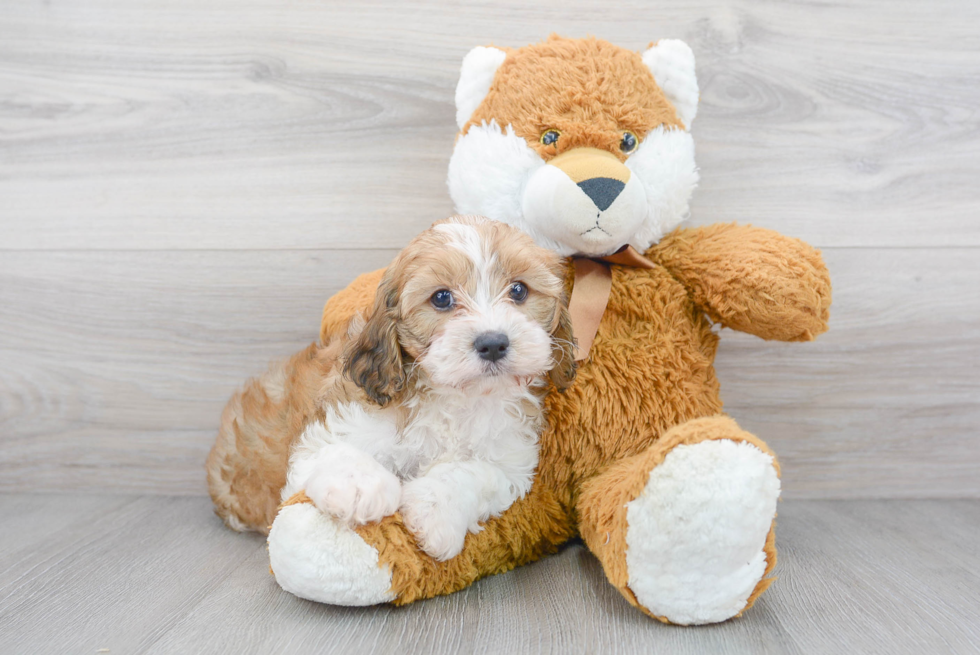 Cavapoo Pup Being Cute