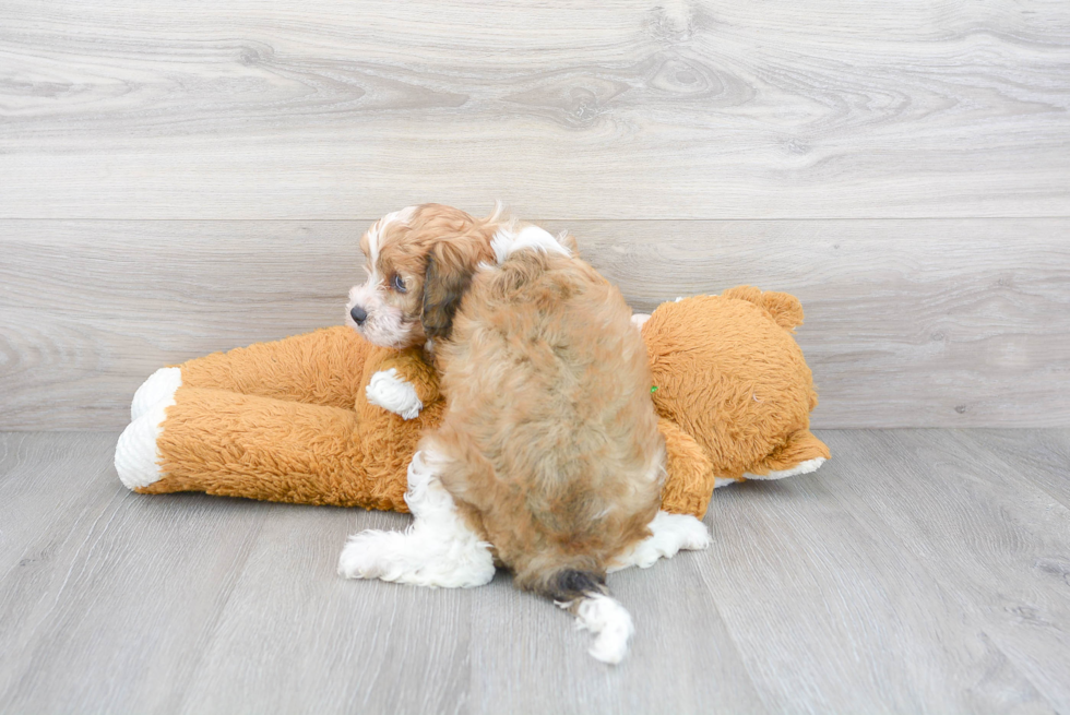 Friendly Cavapoo Baby