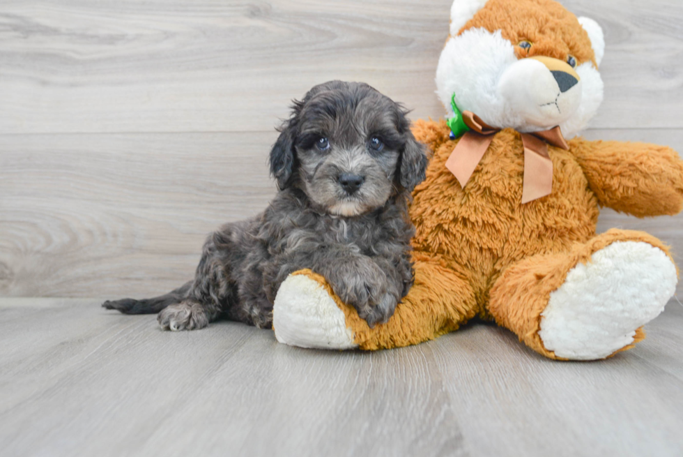 Cavapoo Pup Being Cute