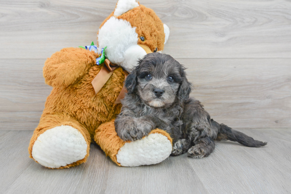 Petite Cavapoo Poodle Mix Pup