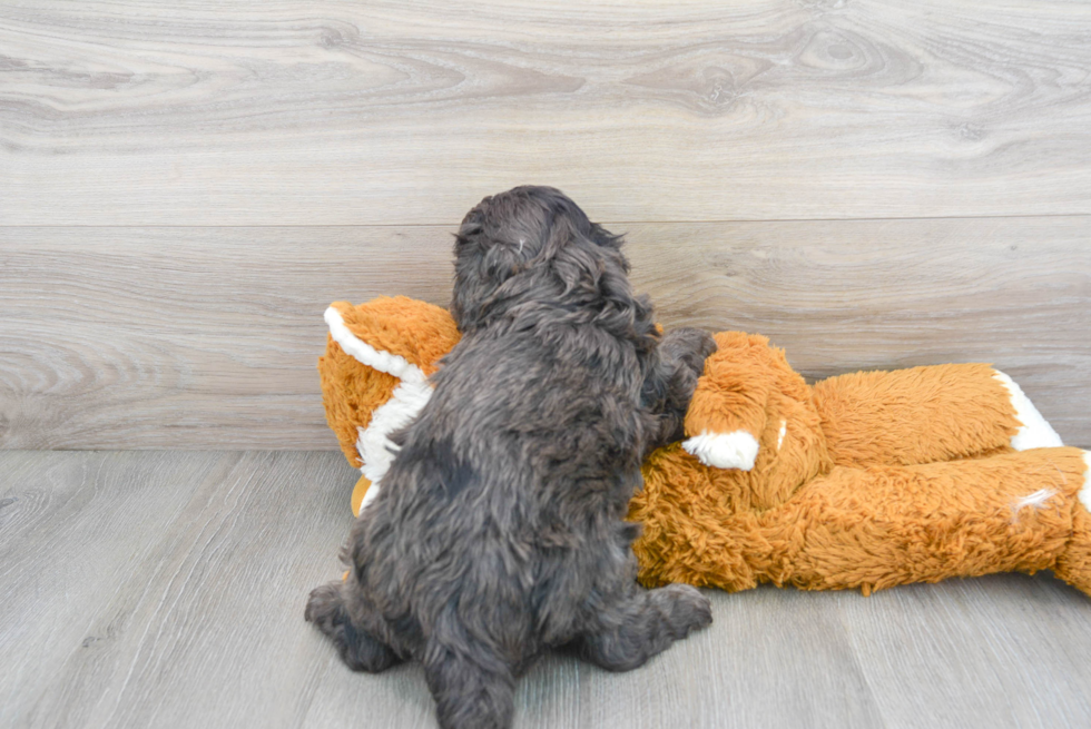 Best Cavapoo Baby