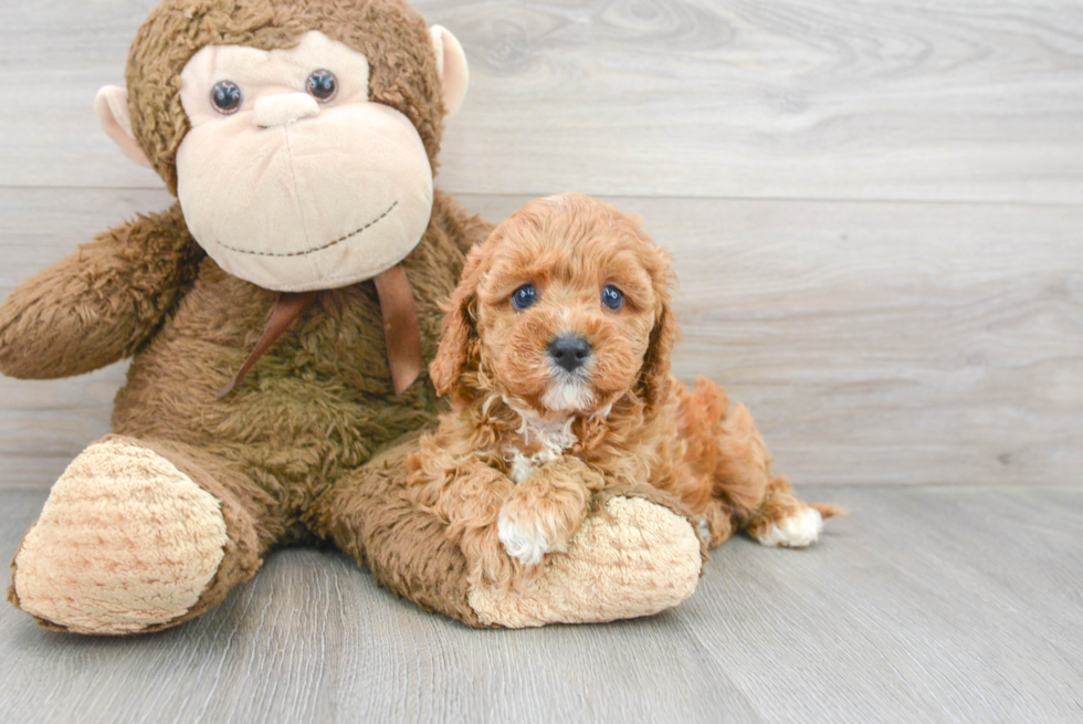 Cavapoo Puppy for Adoption