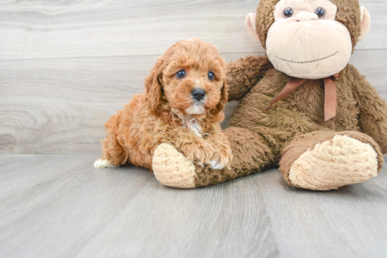 Little Cavoodle Poodle Mix Puppy