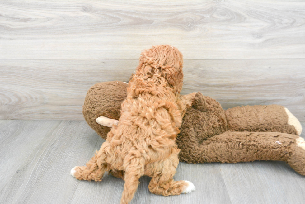 Playful Cavoodle Poodle Mix Puppy