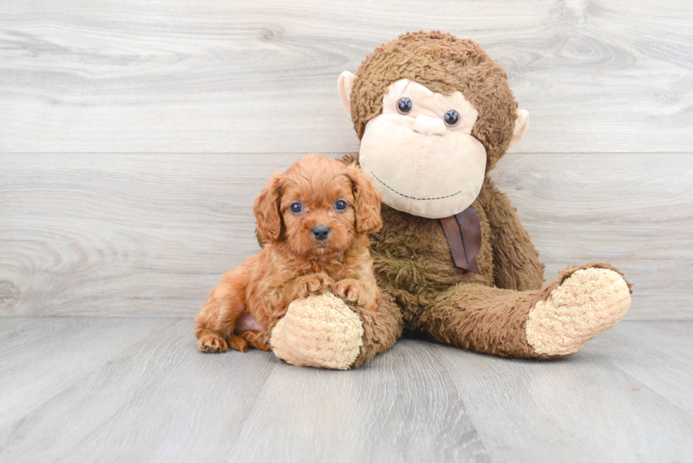 Cavapoo Pup Being Cute