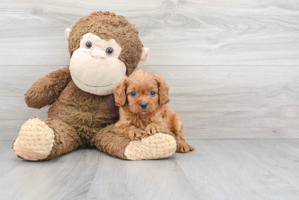 Happy Cavapoo Baby