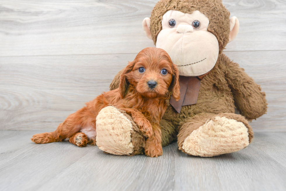 Best Cavapoo Baby