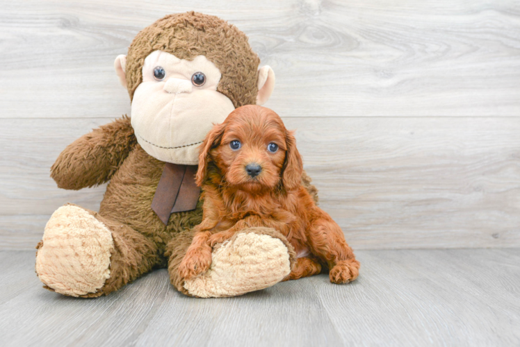 Playful Cavoodle Poodle Mix Puppy