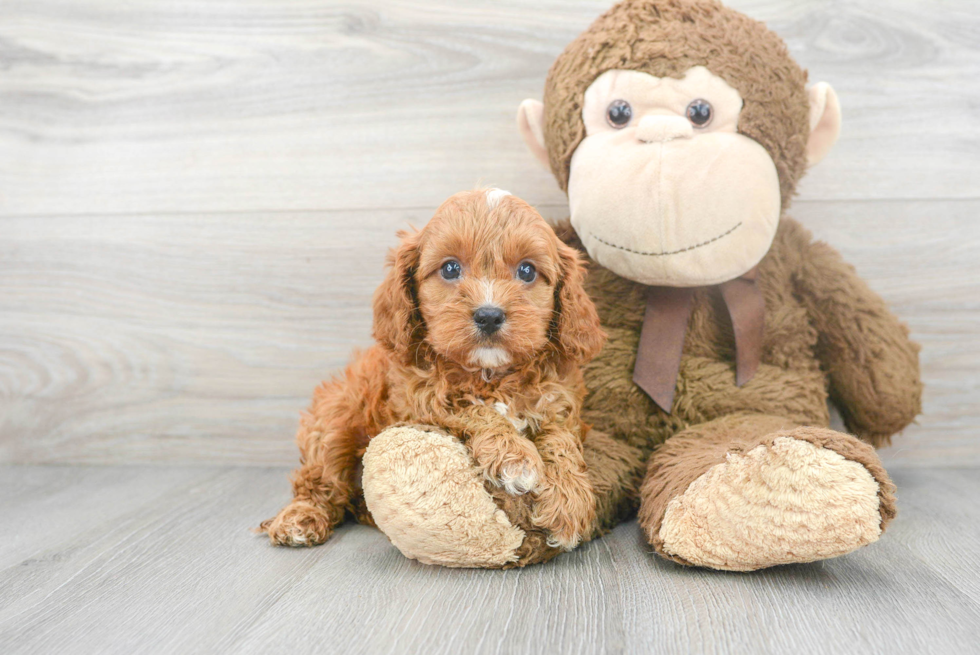 Cavapoo Pup Being Cute