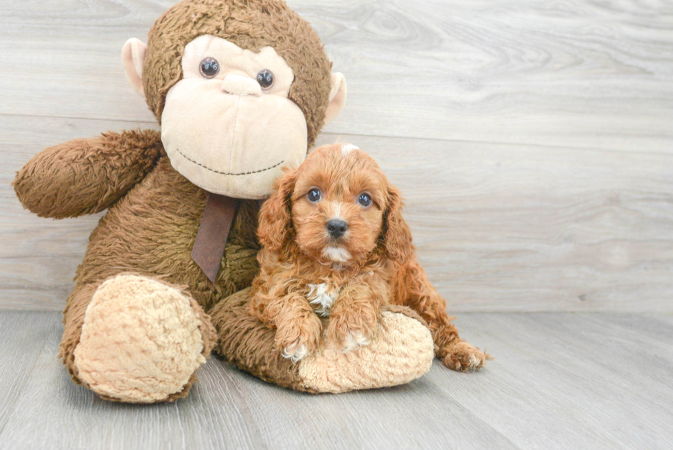 Cavapoo Puppy for Adoption