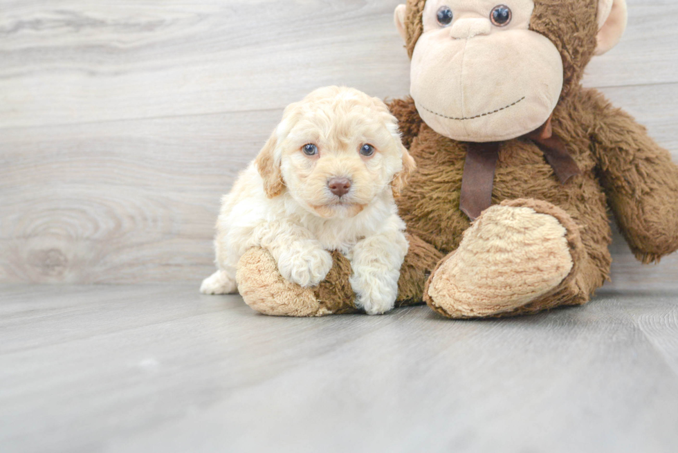 Cavapoo Pup Being Cute