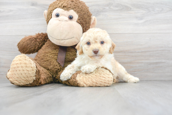 Little Cavoodle Poodle Mix Puppy