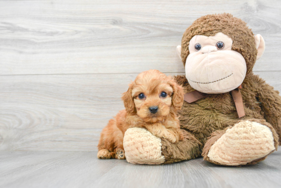 Cavapoo Puppy for Adoption