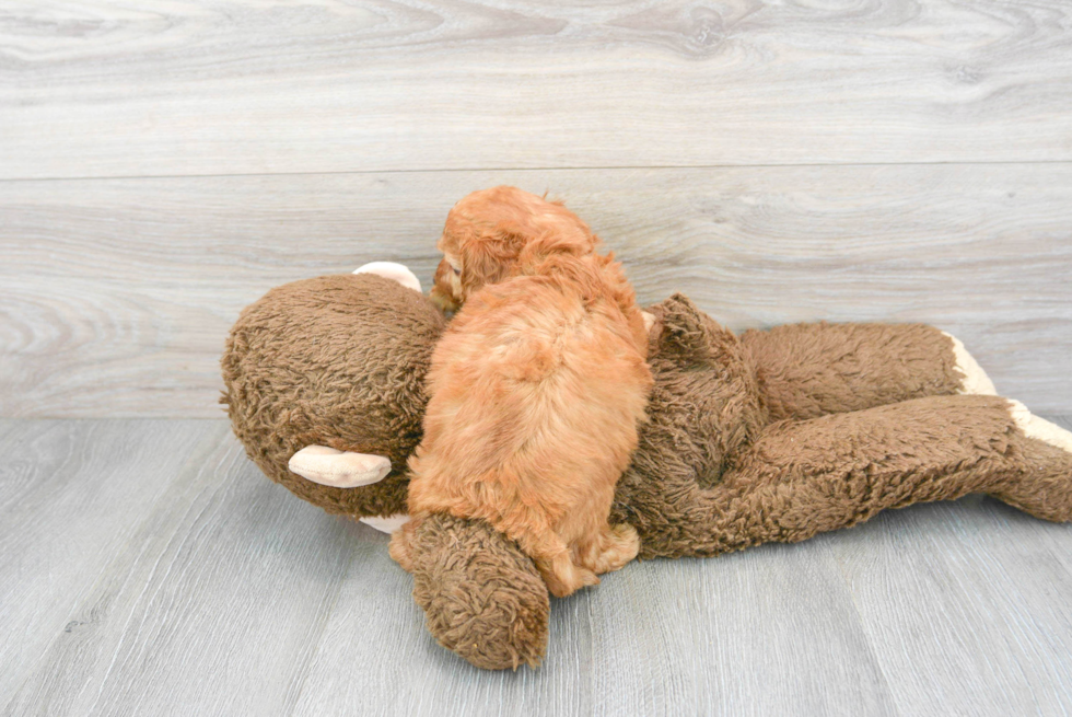 Funny Cavapoo Poodle Mix Pup