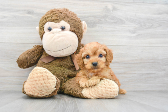 Hypoallergenic Cavoodle Poodle Mix Puppy