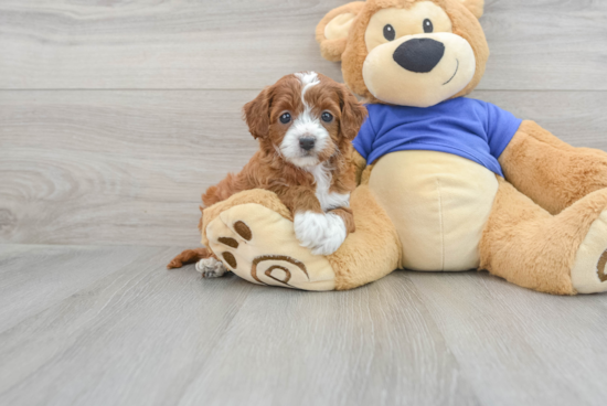 Funny Cavapoo Poodle Mix Pup