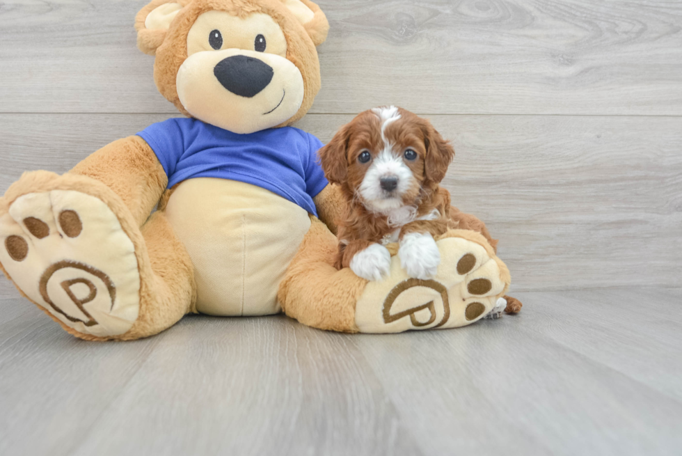 Little Cavoodle Poodle Mix Puppy