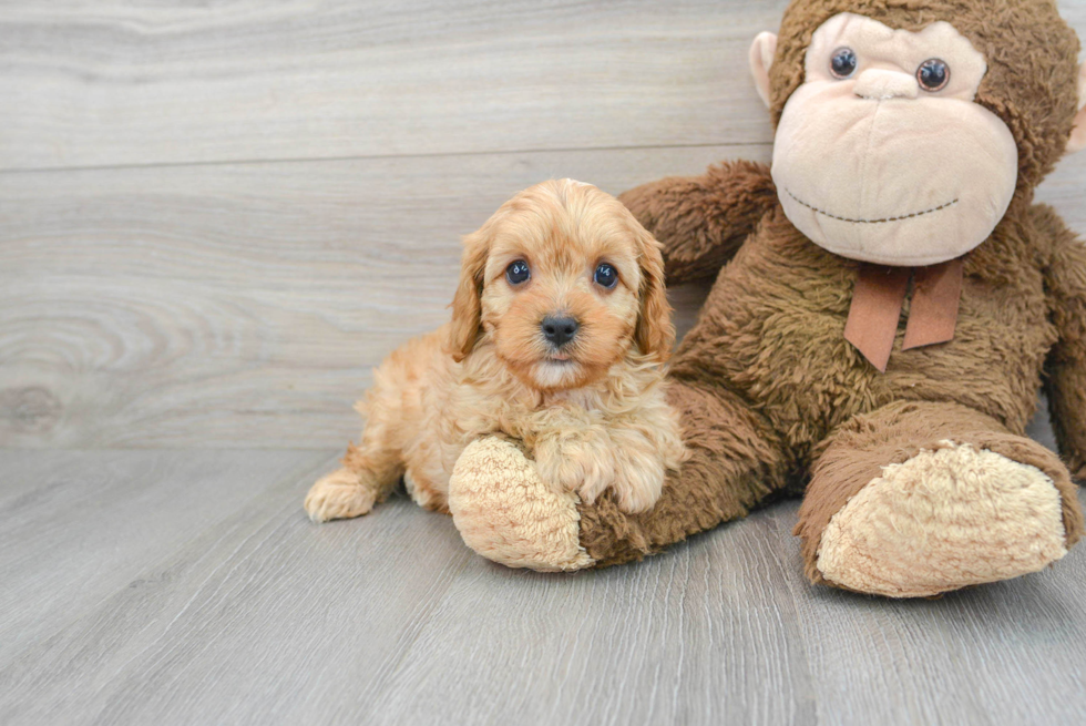 Cavapoo Puppy for Adoption