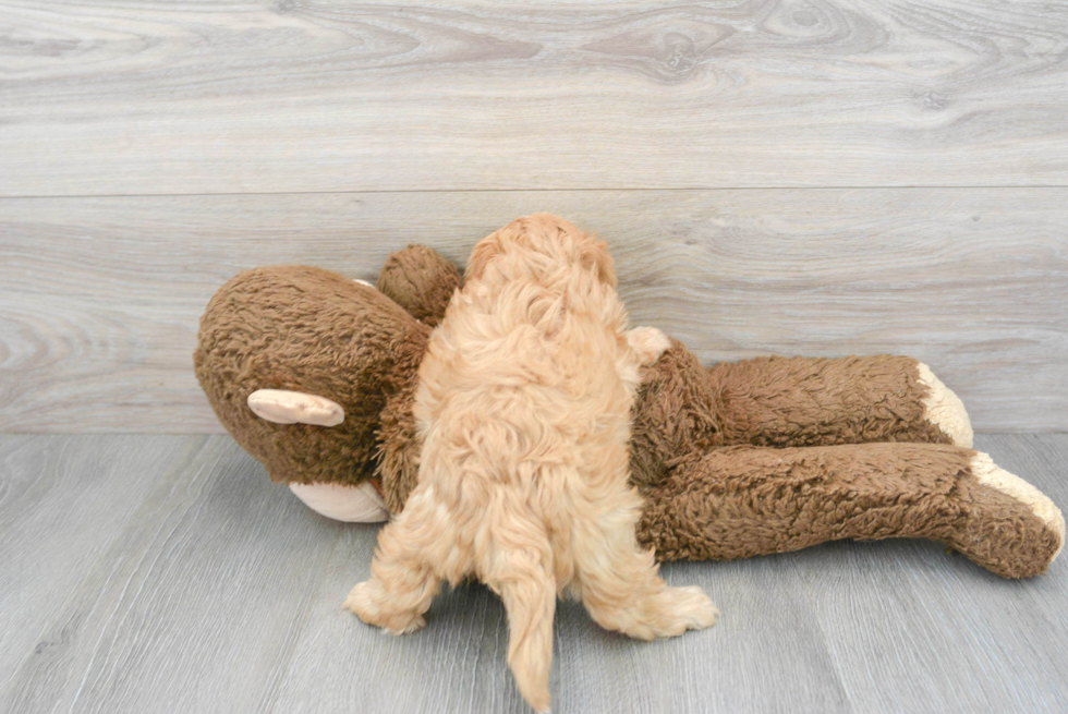 Energetic Cavoodle Poodle Mix Puppy