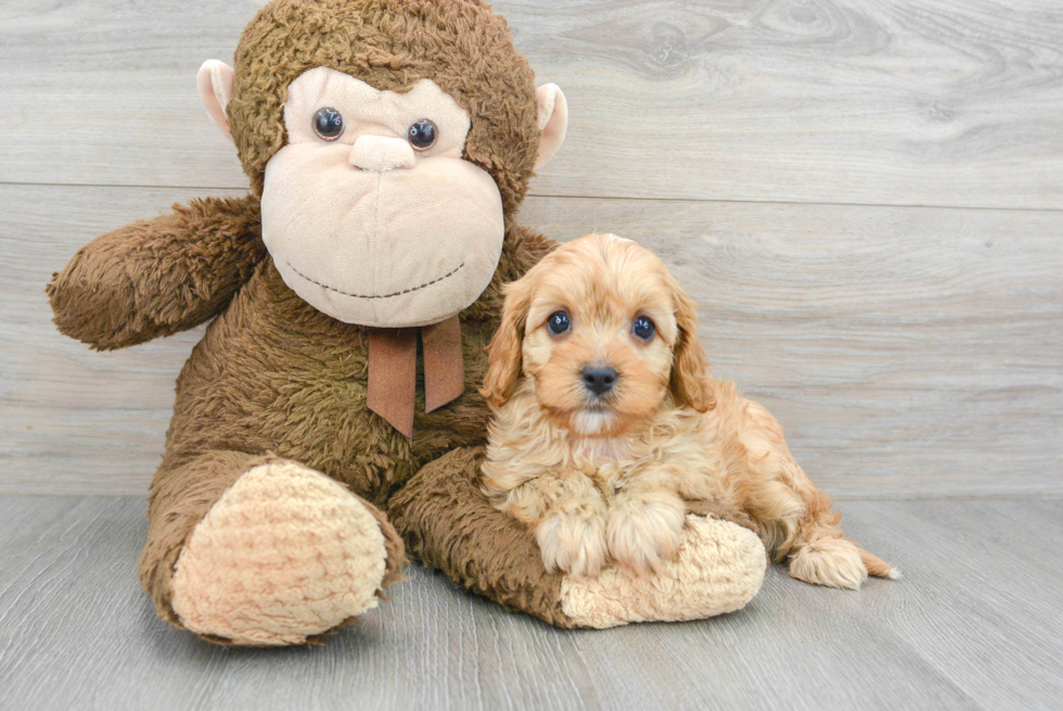 Best Cavapoo Baby