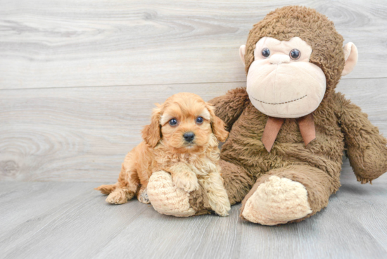 Cavapoo Puppy for Adoption