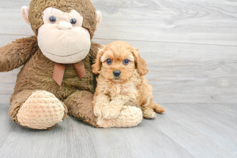 Small Cavapoo Baby