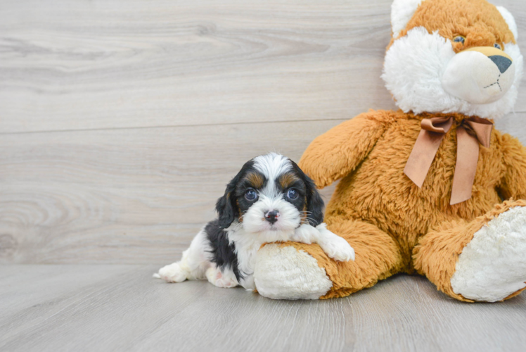 Smart Cavapoo Poodle Mix Pup