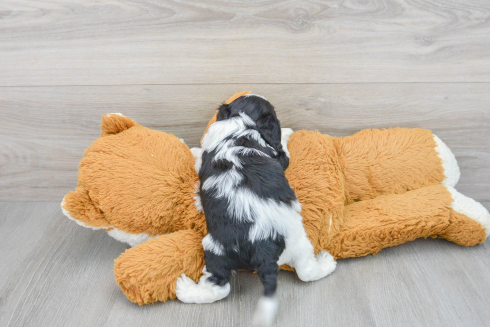 Playful Cavoodle Poodle Mix Puppy