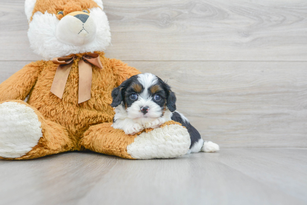 Playful Cavoodle Poodle Mix Puppy